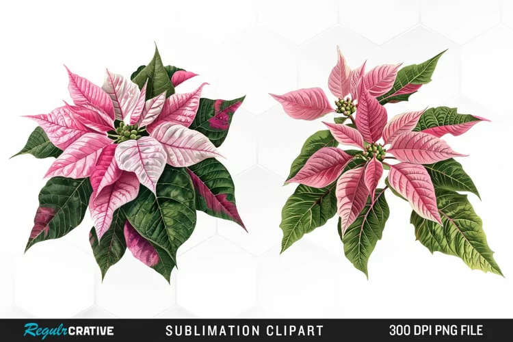 Pink Poinsettia Plant Watercolor Clipart