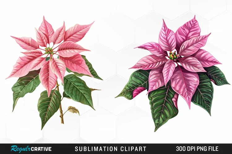 Pink Poinsettia Plant Watercolor Clipart