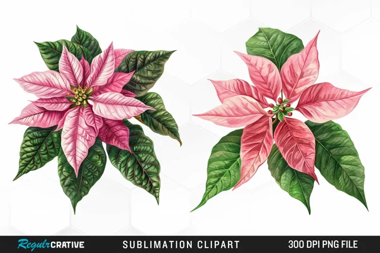 Pink Poinsettia Plant Graphics Clipart