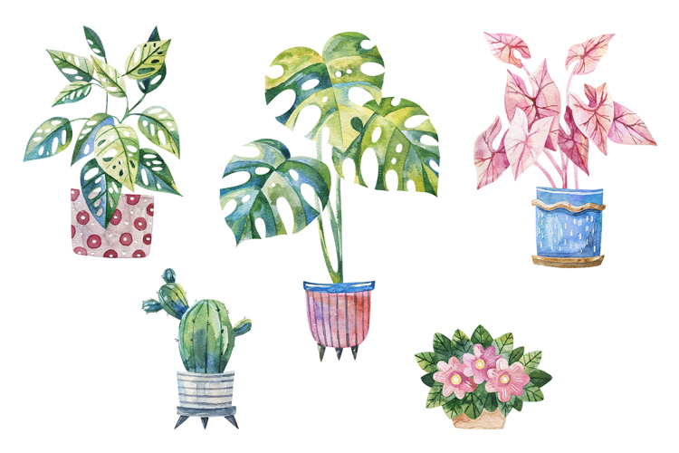 Watercolor Potted Houseplants Monstera Cactus Caladium
