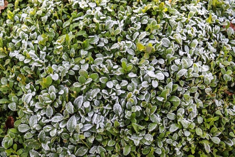 Nature Background Image 22