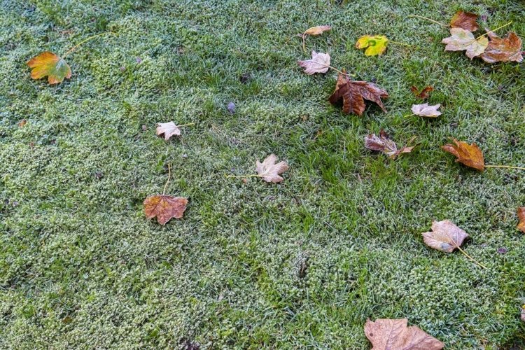 Nature Background Image 13
