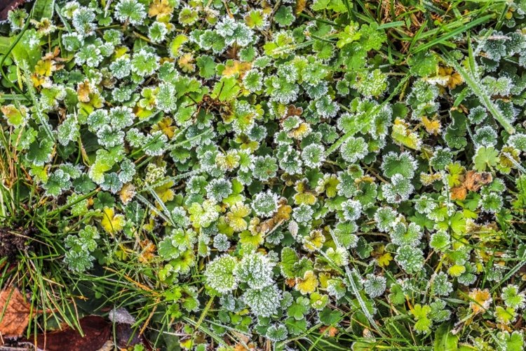 Nature Background Image 3