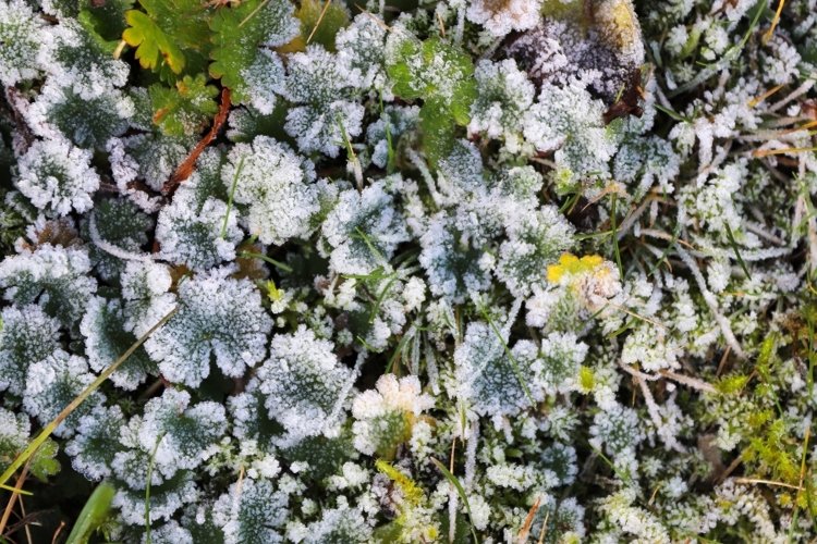 Plants covered with hoar frost at dawn - nature background