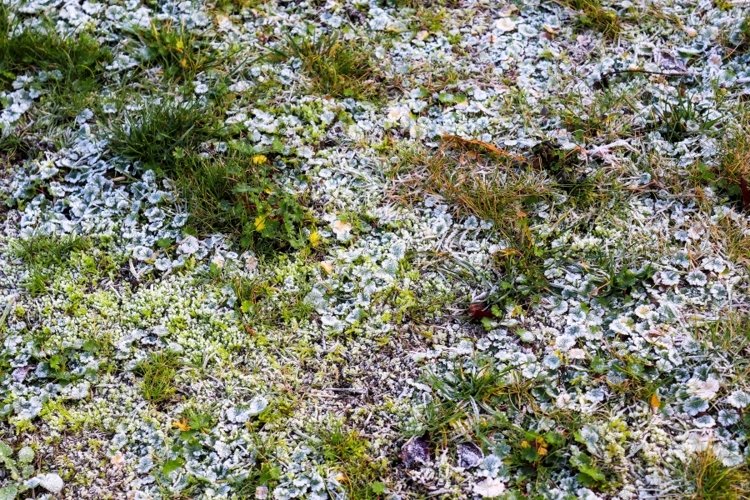 Nature Background Image 24