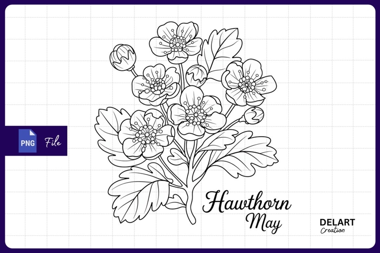 Hawthorn flowers illustration for sublimation png