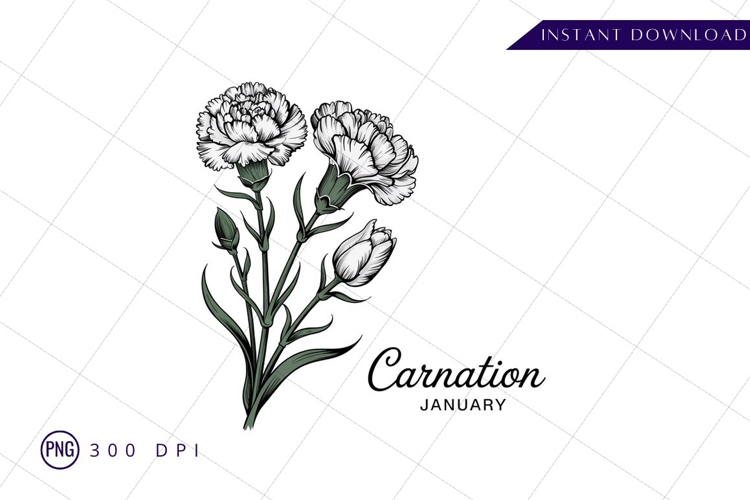 Carnation Illustration Image 13