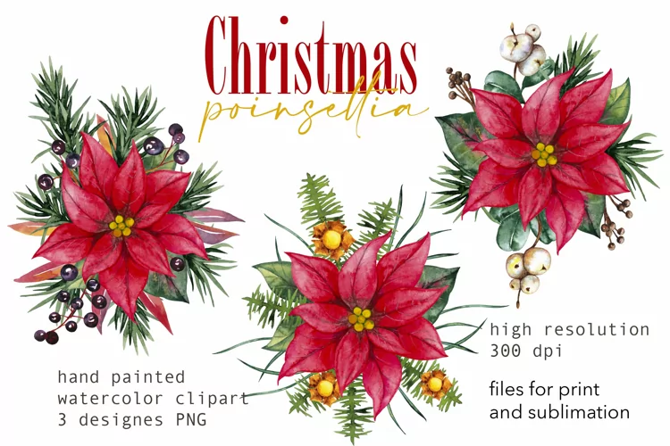 Christmas poinsettia for print tag Watercolor clipart PNG