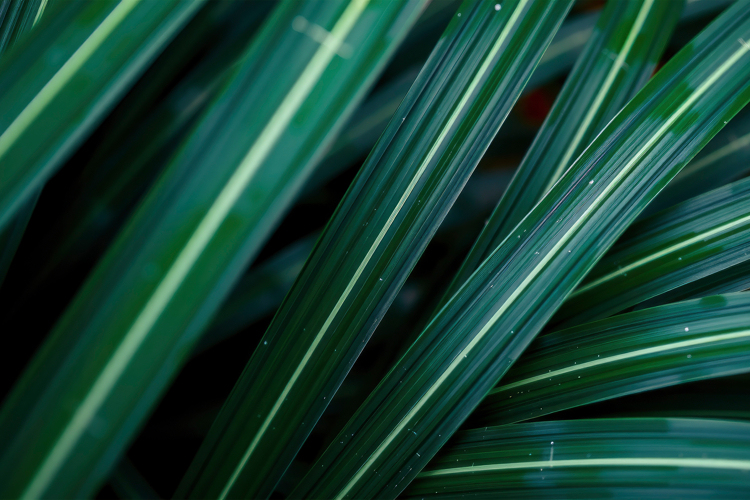 Garden Background Image 14