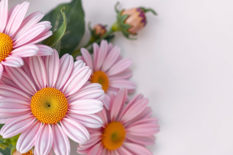 Floral Background Image 16