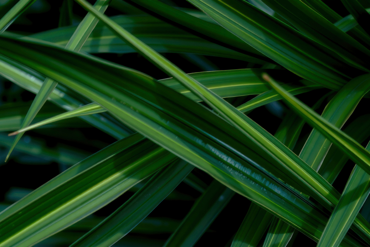 Garden Background Image 13