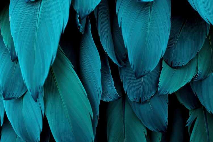 Feather Clipart