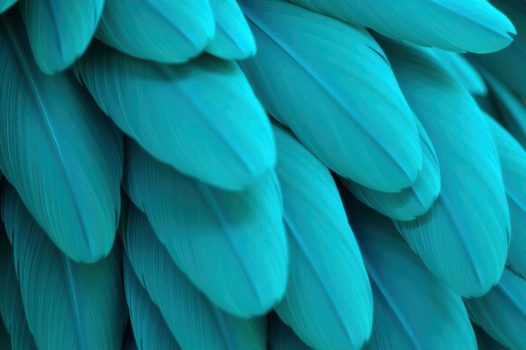 Feather Clipart Image 2