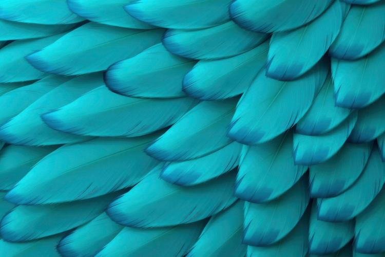Feather Clipart Image 3