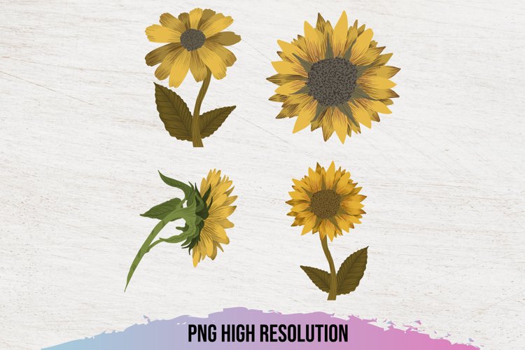 Sunflower PNG Image 6