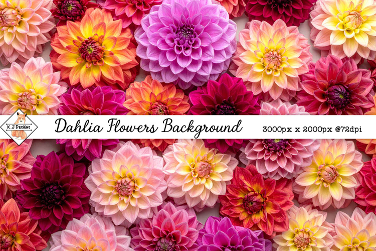 Dahlia Flowers Background jpg | Flower Photos