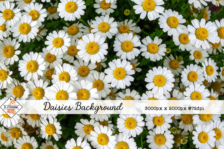 Daisies Background jpg | Flower Photos