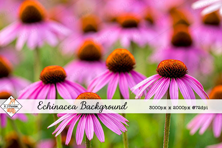 Echinacea Daisy Background jpg | Flower Photos