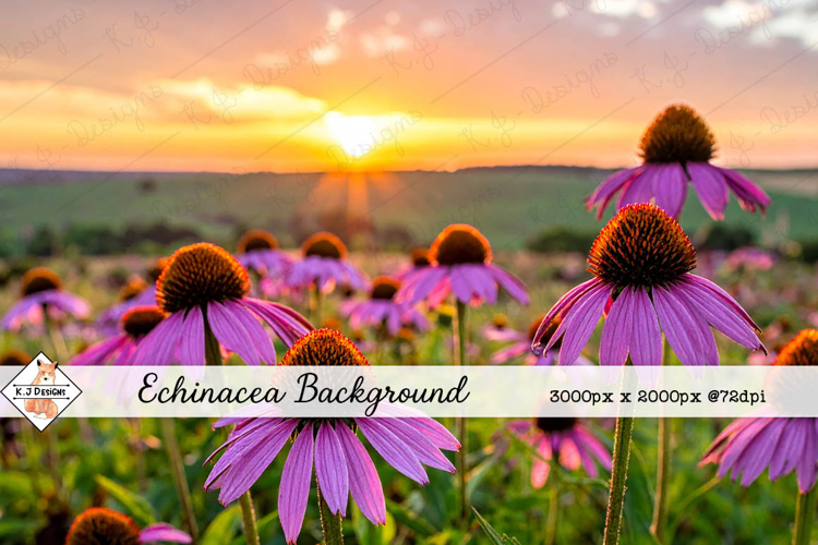 Echinacea Daisy Background jpg | Flower Photos
