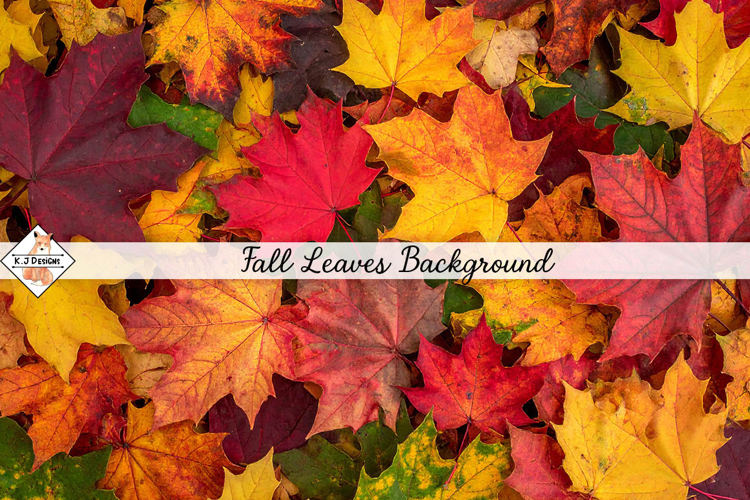 Fall Leaves Background jpg | Autumn