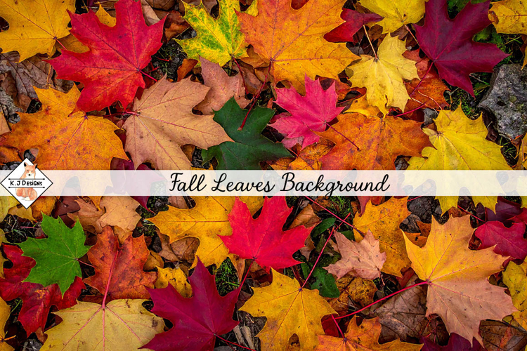 Fall Leaves Background jpg | Autumn