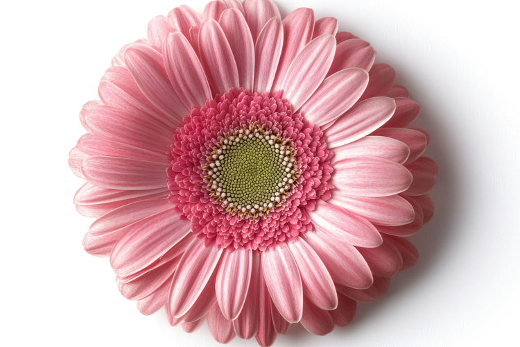 Pink Common Daisy Background