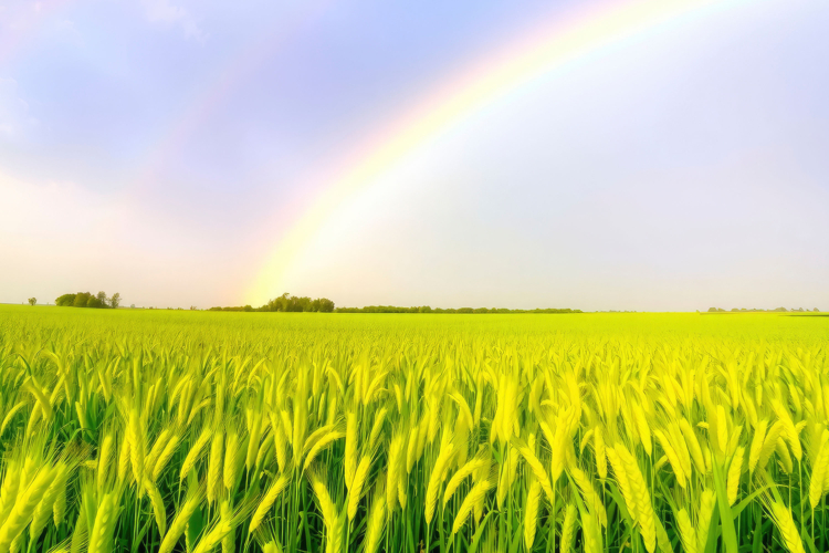 Rainbow With Green Field Background