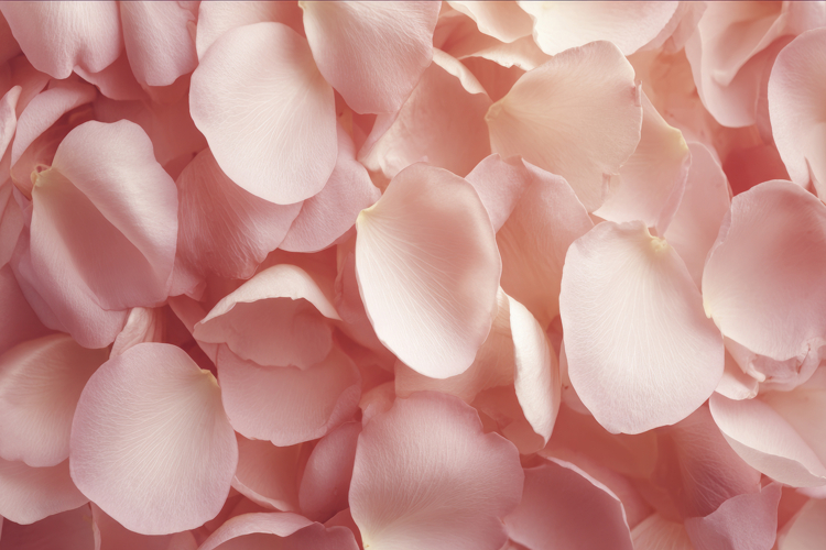 Pink Rose Petal Background