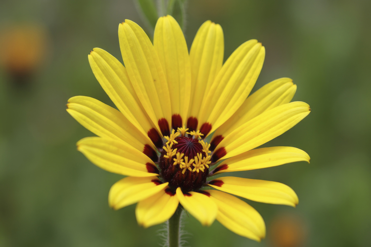 Flower Texture Image 9