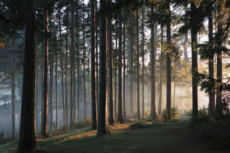 Slender Trees Bathed in Warm Sunlight Background Wallpaper
