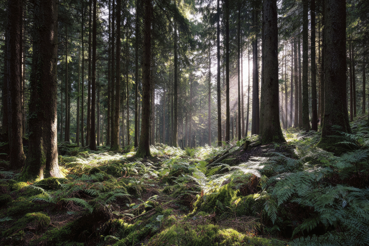Forest Wallpaper Image 19
