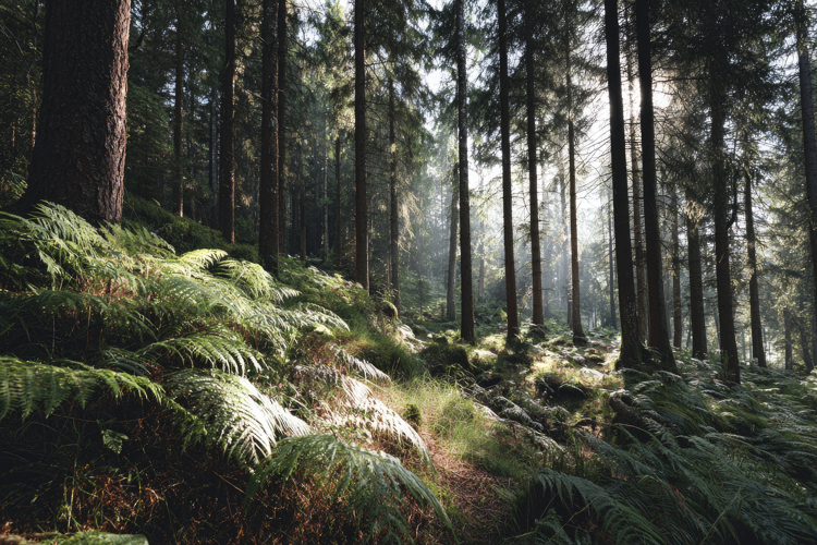Landscape Background Image 10
