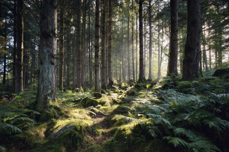 Forest Wallpaper Image 19