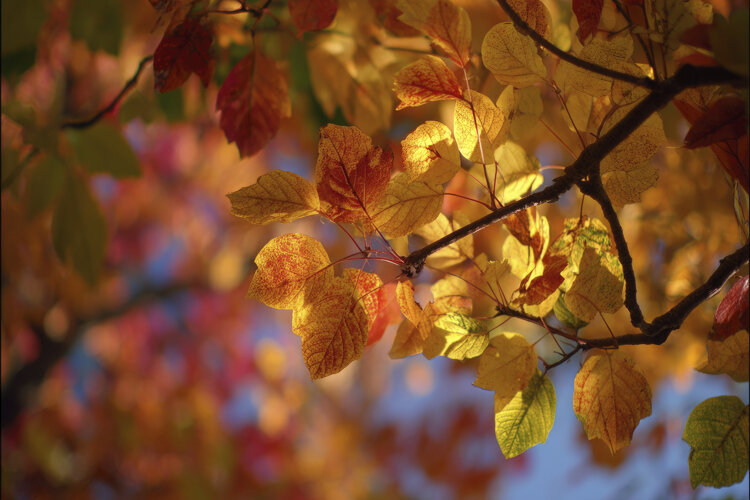 Vibrant Branch of Autumn Leaves Background Wallpaper example image 1