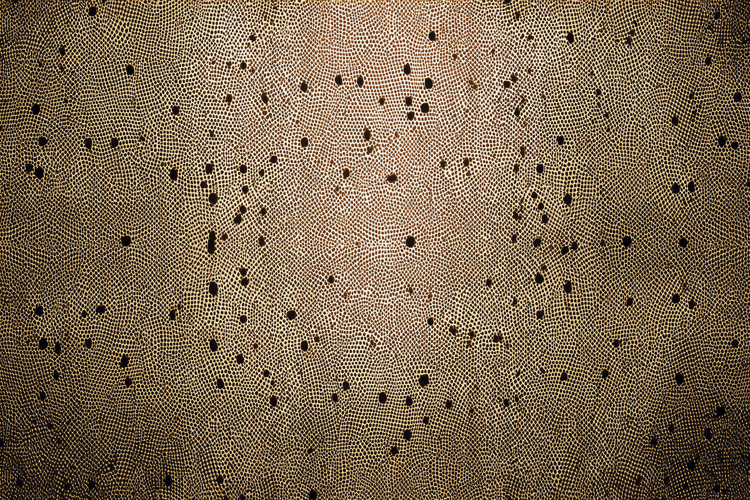 Snake Texture Image 18