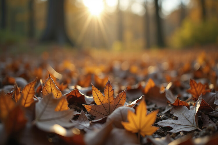 Autumn Scene Background Wallpaper example image 1