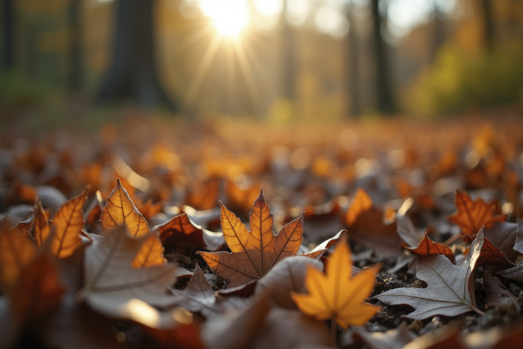 Autumn Scene Background Wallpaper