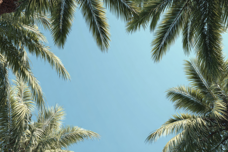 Coconut Palms with Sky Background Wallpaper