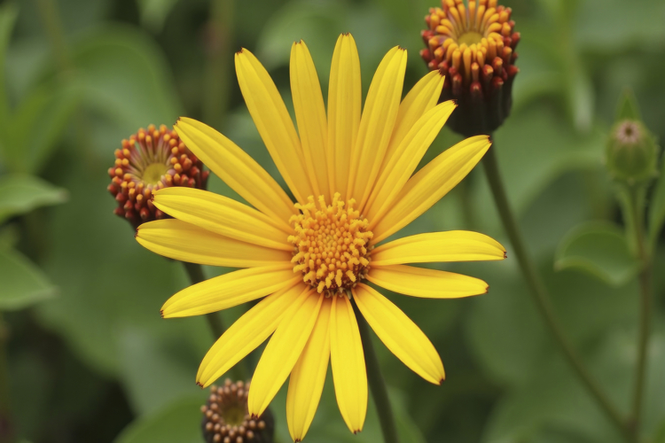 Yellow Background Image 11