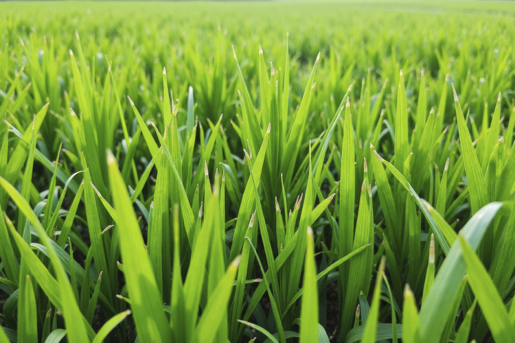 Grass Texture Image 21