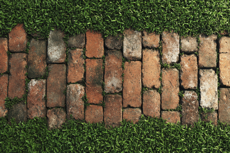 Grass Texture Image 16