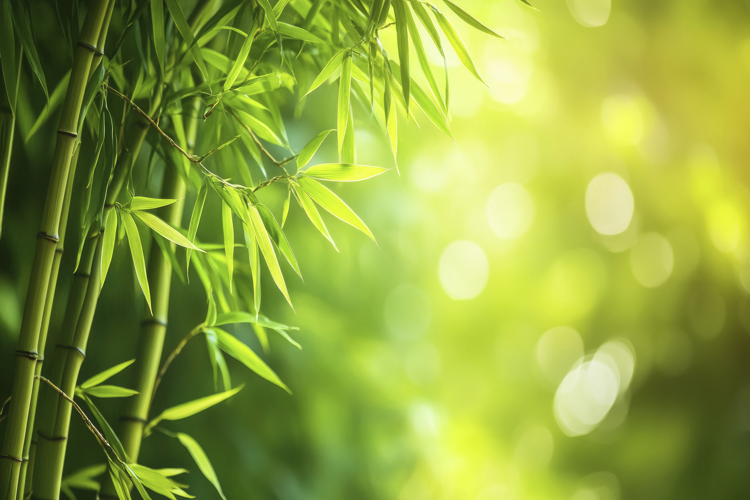 Bamboo Backgrounds Image 17
