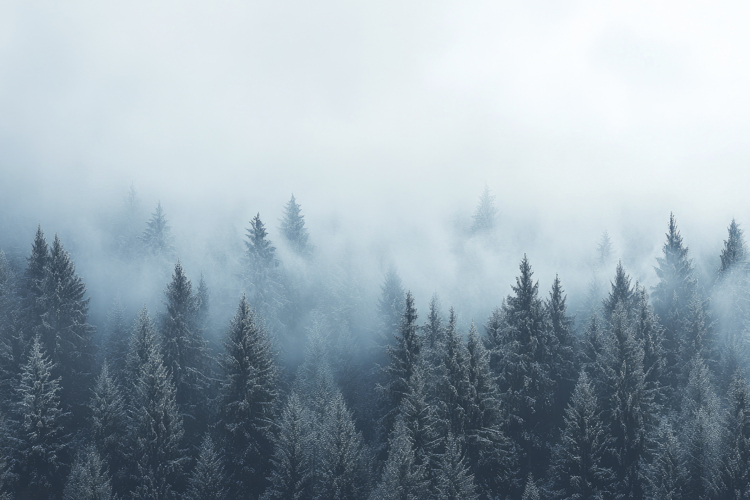 Forest Wallpaper Image 18