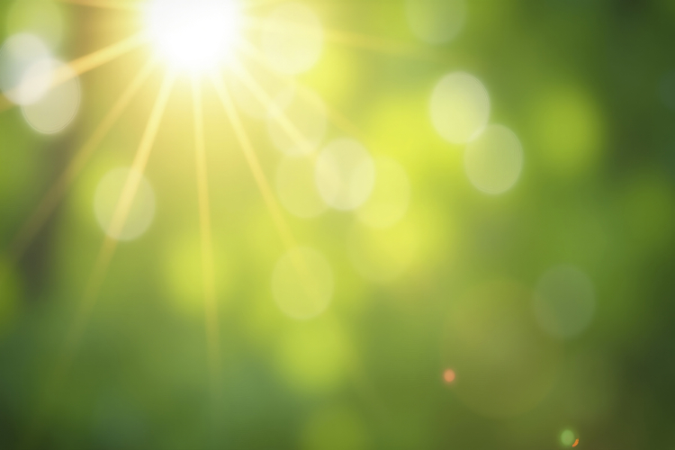 Bright Sunlight Shining Through Green Leaves Background