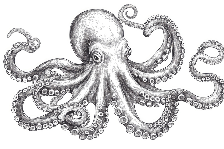 Octopus Clipart Image 23