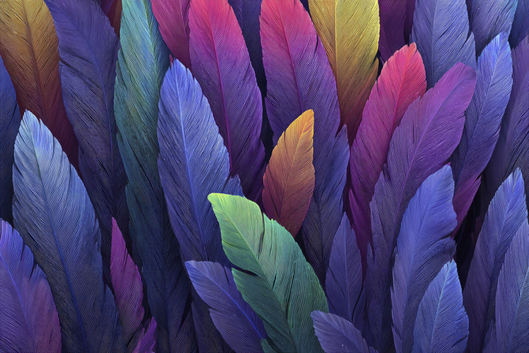Colorful Feathers Background