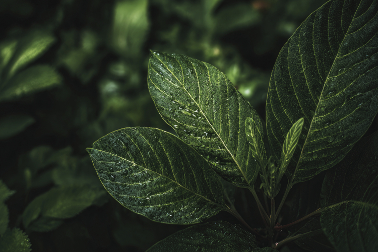 Plant Clipart Images Image 18