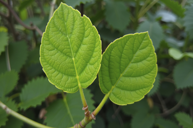 Plant Wallpaper Image 15