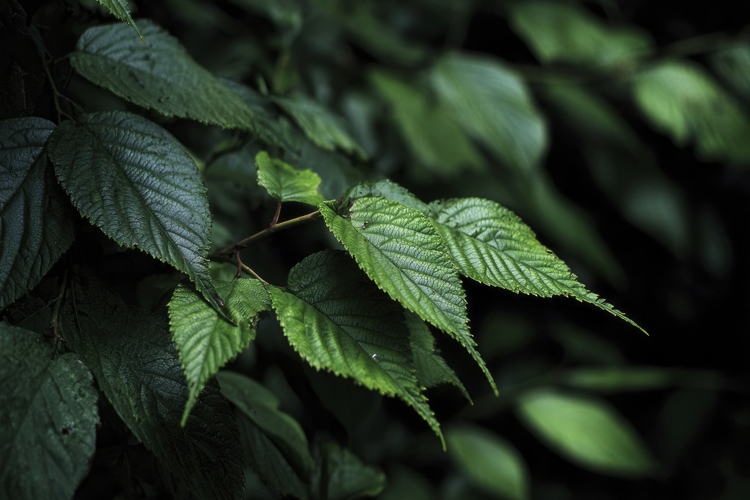 Decoration Clipart Image 9