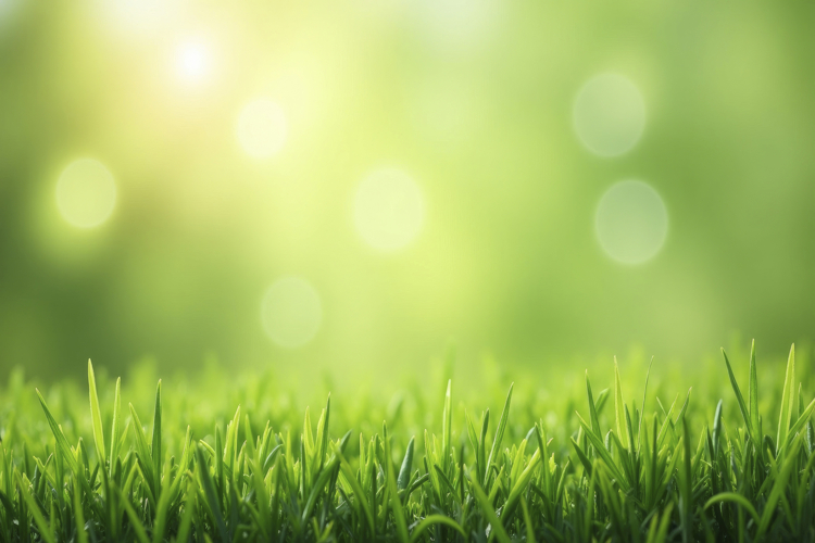 Grass Background Image 23